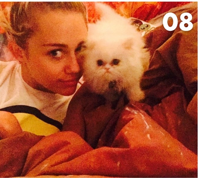 Miley Cyrus’ Cat - 83,200 Followers