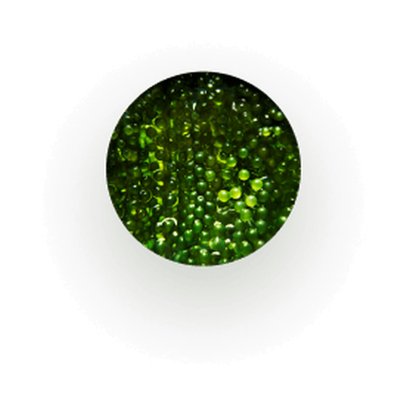 DERMOCHLORELLA